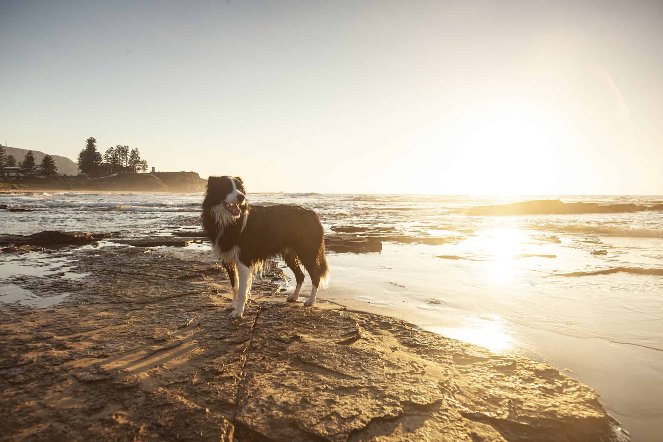 OZ House Sitters House Sitting Australia House Sitters Australia
