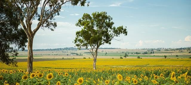 House Sitting in Toowoomba